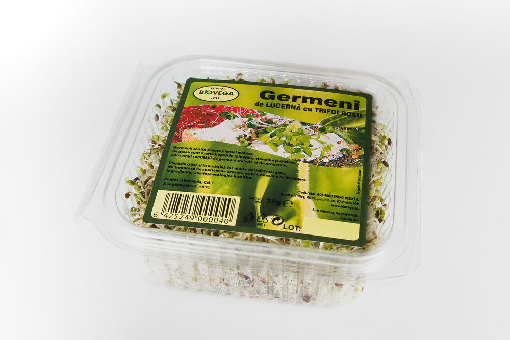 Germeni de lucernă