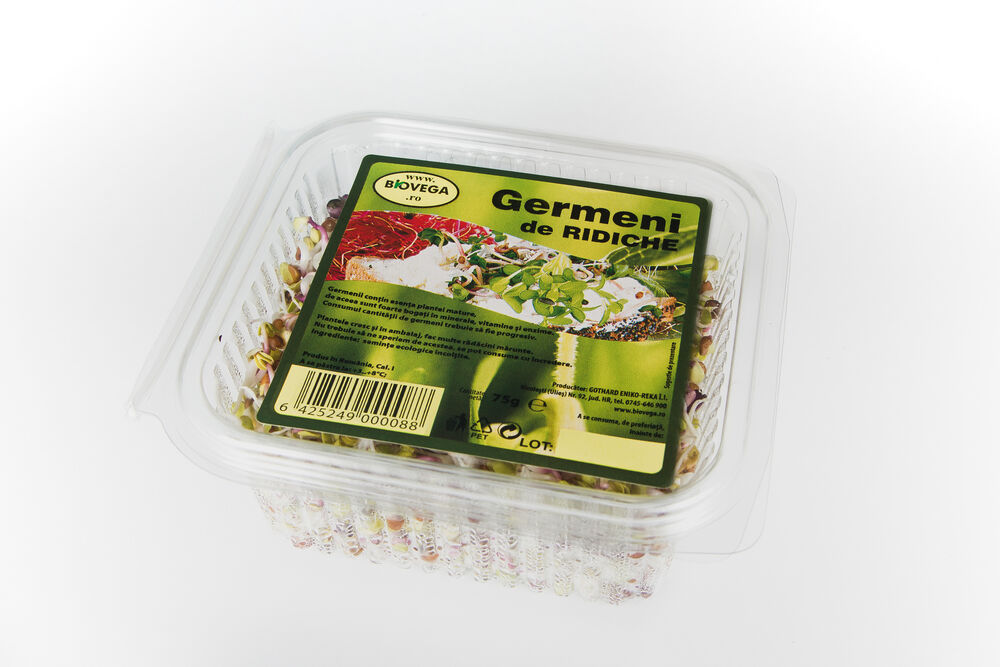 Germeni de ridiche